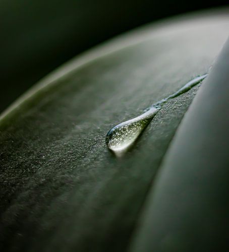 Waterdruppel op een blad