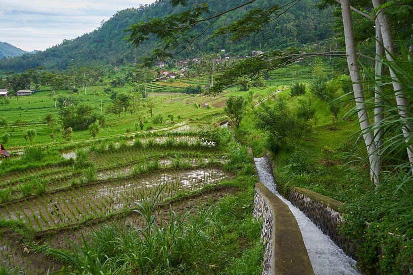 Water for the rice fields by Martijn Stoppels
