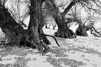 'Compositie Bomen'