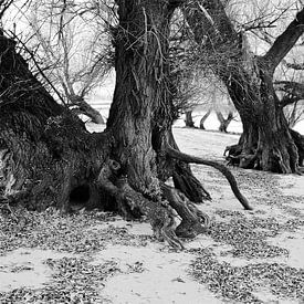 Composition Arbres sur Jacques Vledder