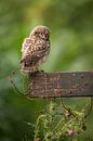 Uilskuiken van de Steenuil - Little Owl van Aukje Ploeg thumbnail
