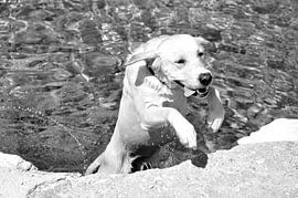 HUNDE 12 von Miroslav Ptacek