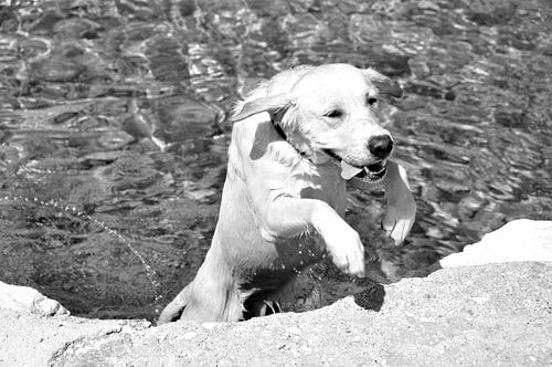 HONDEN 12