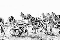 Rennende zebra's in zwart wit