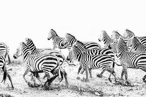 Rennende zebra's in zwart wit