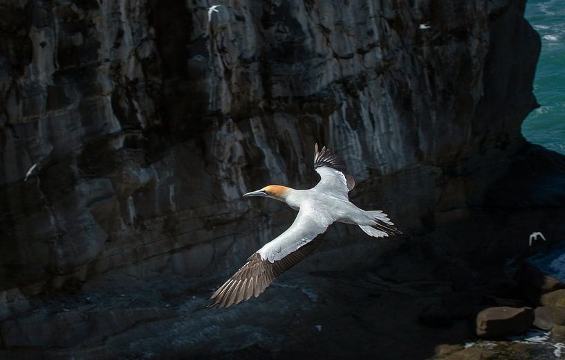 Gannet flying on the coast. Bird by Albert Brunsting