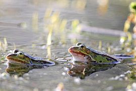 Pond frogs (Pelophylax esculentus) by Dirk Rüter