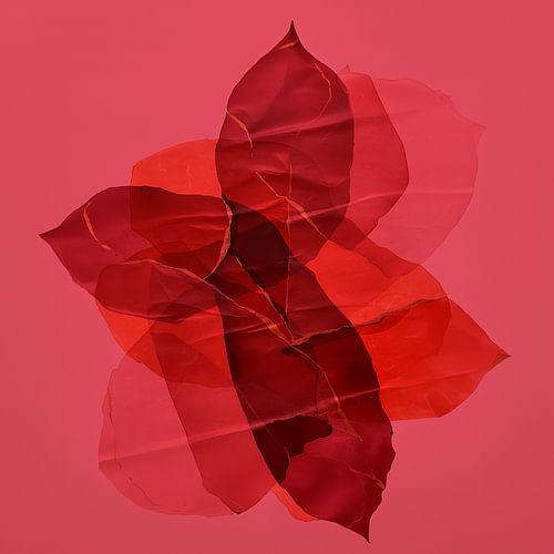 Organic & Abstract. Transparent textures in coral red shades