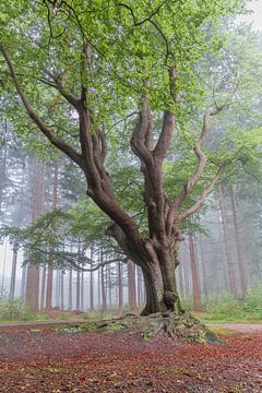 oude boom in het Bakkeveense bos van Lisannesfotografie