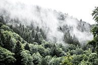 Ein nebliger Morgen im Schwarzwald, Deutschland von Ratna Bosch Miniaturansicht