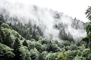 La Forêt-Noire en Allemagne sur Ratna Bosch