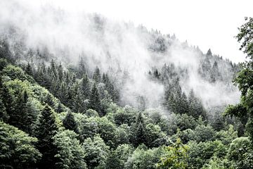 Un matin brumeux dans la Forêt-Noire, Allemagne