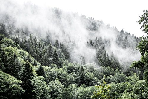A misty morning in the Black Forest, Germany