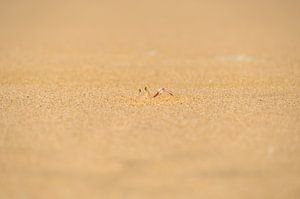 crabe des sables camouflé sur Melanie van der Rijt