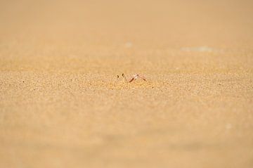 gecamoufleerde zandkrab van Melanie van der Rijt