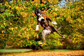 Boxer voller Lebensfreude von Lars Tuchel