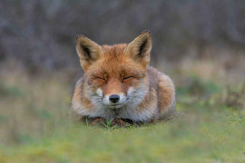 Fox von Anna Stelloo