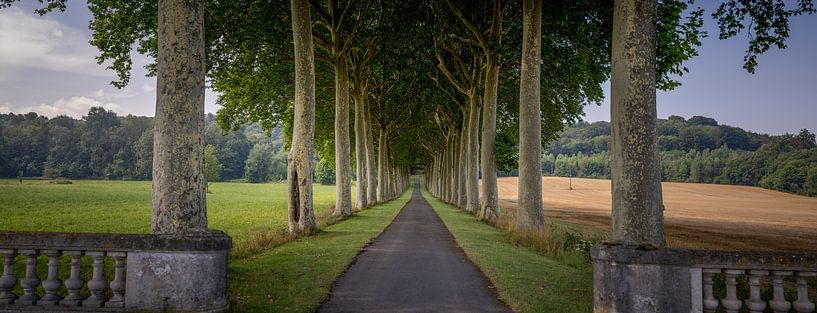Tree avenue in the countryside by Jonas Weinitschke