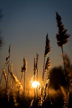 Sunrise through the reeds at the creek