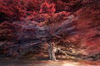 Schilderachtige cypress boom van Rob Visser thumbnail