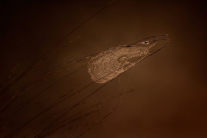 Spinneweb bij zonsopkomst par Ruud Peters