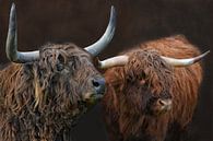 Highland Cattle - Vader en Zoon van Joachim G. Pinkawa thumbnail