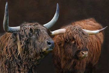 Highland Cattle - Vader en Zoon van Joachim G. Pinkawa