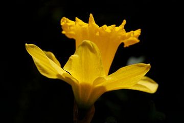 Narcisse jaune Vue latérale avec fond sombre, narcisseb