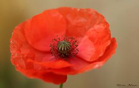 Poppy in bloom by Brigitte Duijnstee