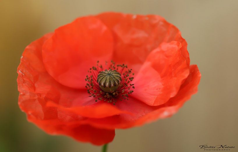Poppy in bloom by Brigitte Duijnstee