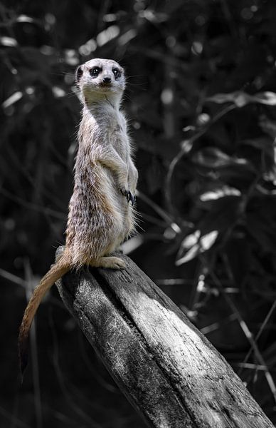 Le suricate pose pour la caméra par Chihong