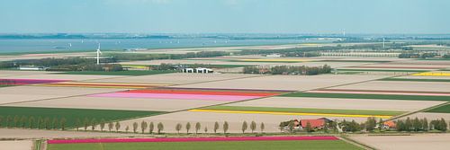 Bollenvelden in de Noordoostpolder