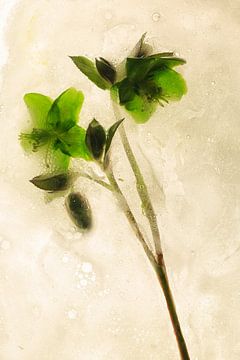 Bloemen om zeep geholpen 2 van Wim van Ooijen