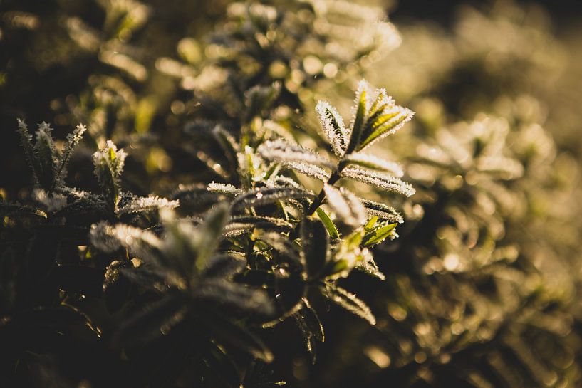 Rijp op een wintergroene struik van Theo Klos