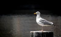Seagull in Amsterdam on the canal