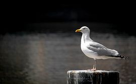 Möwe in Amsterdam auf dem Kanal von Frank Dinnissen