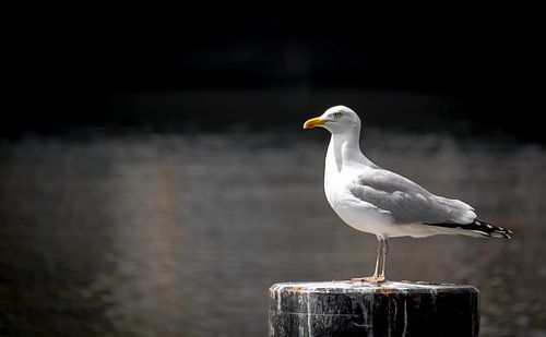 Seagull in Amsterdam on the canal