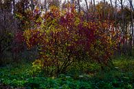 Ein Busch mit herbstlich gefärbten Blättern im Rampenlicht. von FotoGraaG Hanneke Miniaturansicht