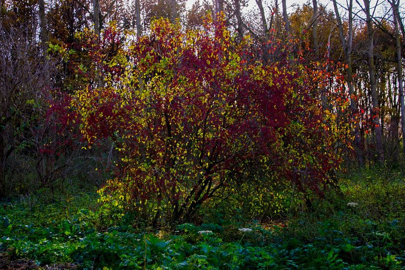 Een struik met de bladeren in herfstkleuren in het zonnetje gezet. van FotoGraaG Hanneke