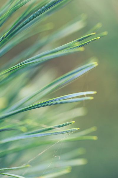 Macro foto van een denneboom.  van Robert Wiggers