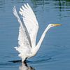 Grote zilverreiger van Kees van den Burg