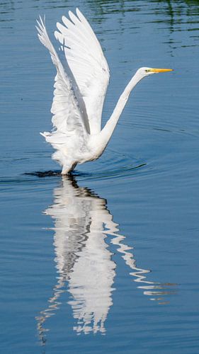 Great egret by Kees van den Burg