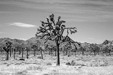 Joshua Tree National Park black and white by Discover Dutch Nature