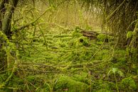 Mos bos #3 van Xander Haenen thumbnail