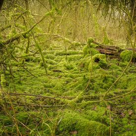 Forêt de mousses #3 sur Xander Haenen