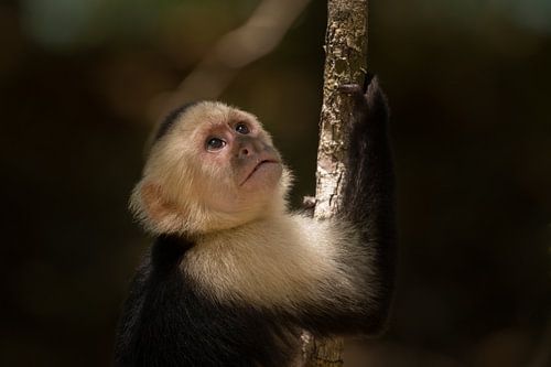 Kapuzineräffchen im Manuel Antonio-Nationalpark.