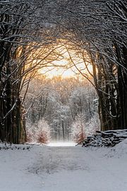 Winter forest avenue