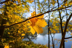 Herbstblatt im Gegenlicht