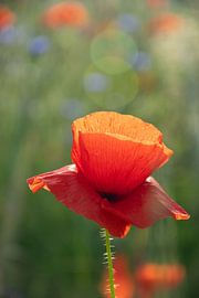 Mohnblume am Abend von Kimfaesdesign