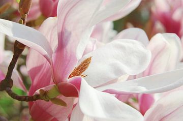 Magnolia, magische bloesems in de lente van Violetta Honkisz